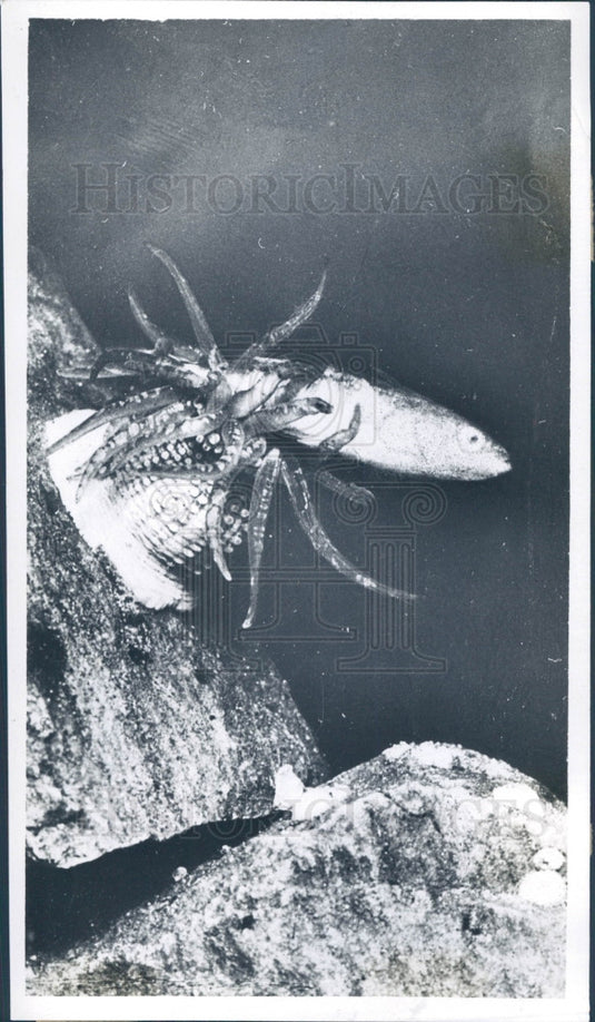 1936 Anemone Eating Fish Press Photo - Historic Images