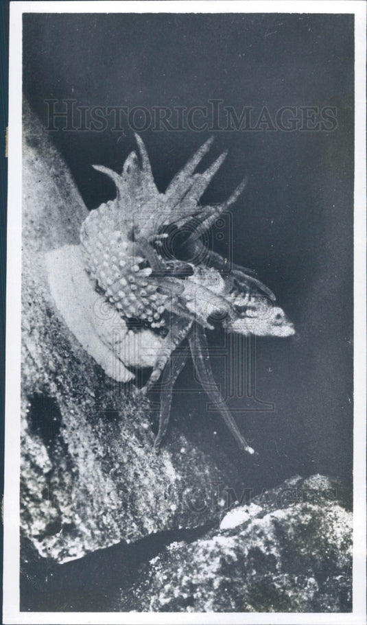 1936 Anemone Eating Fish Press Photo - Historic Images