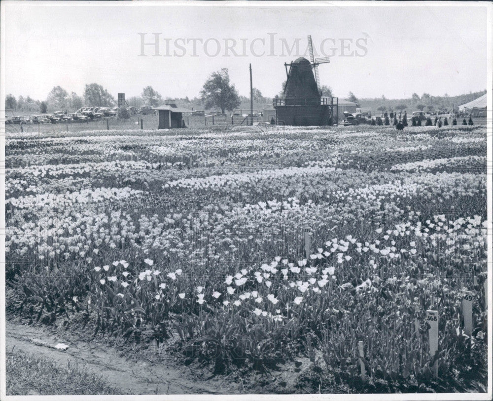 1951 Michigan Tulip Farm Press Photo - Historic Images