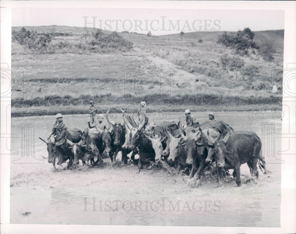 1943 Madagascar Rice Field Press Photo - Historic Images