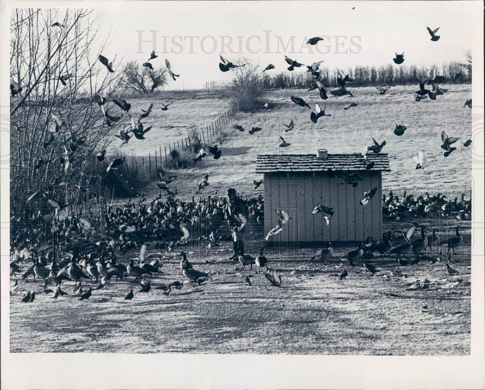 1981 Bowles Lake CO Lloyd King's Geese Press Photo - Historic Images