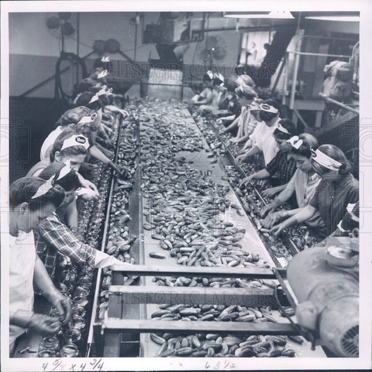 1966 Cucumber Plant Press Photo - Historic Images