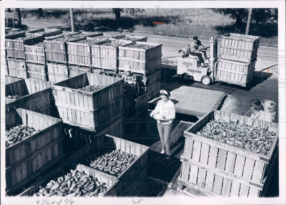 1966 Cucumber Plant Press Photo - Historic Images