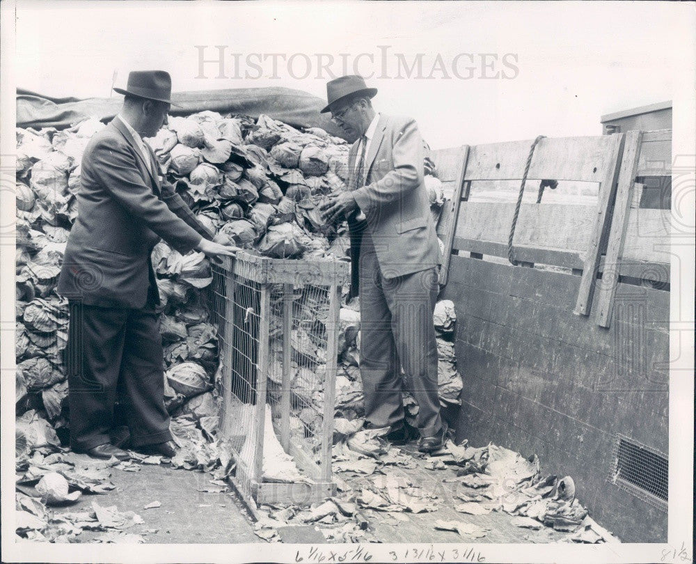 1960 FDA Inspectors Check Cabbage Press Photo - Historic Images