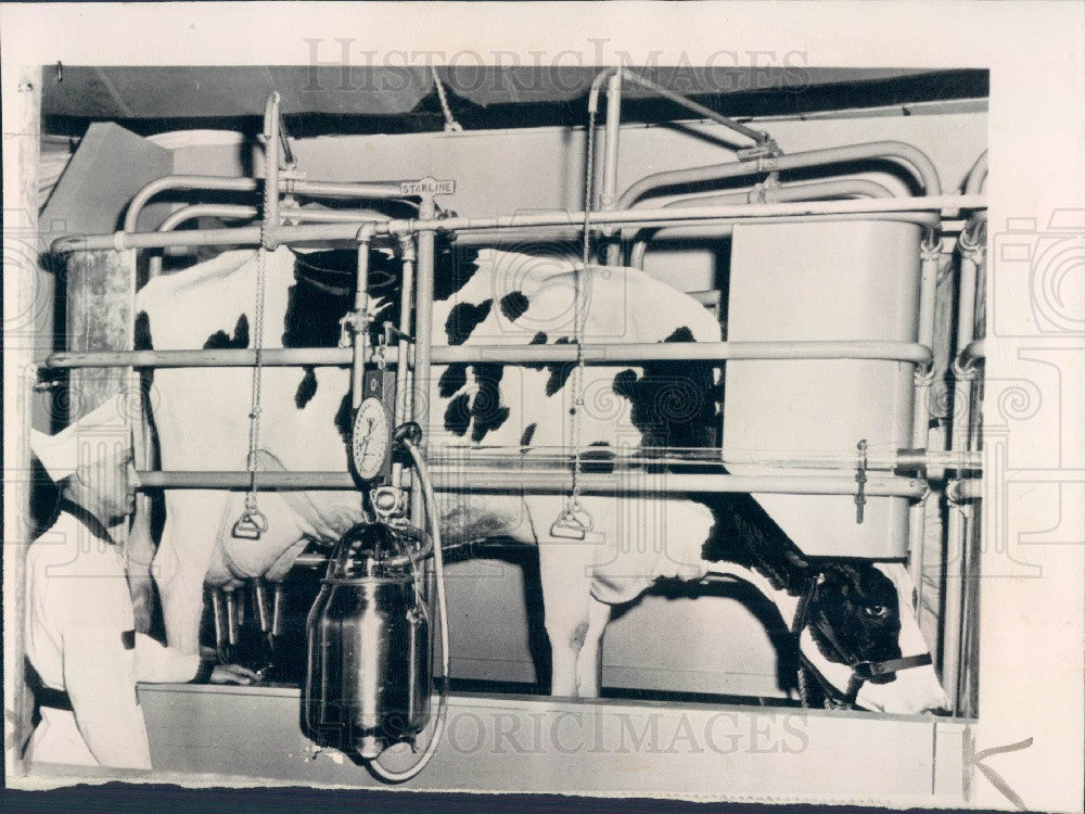 1950 IL State Fair Auto Milking Machine Press Photo - Historic Images