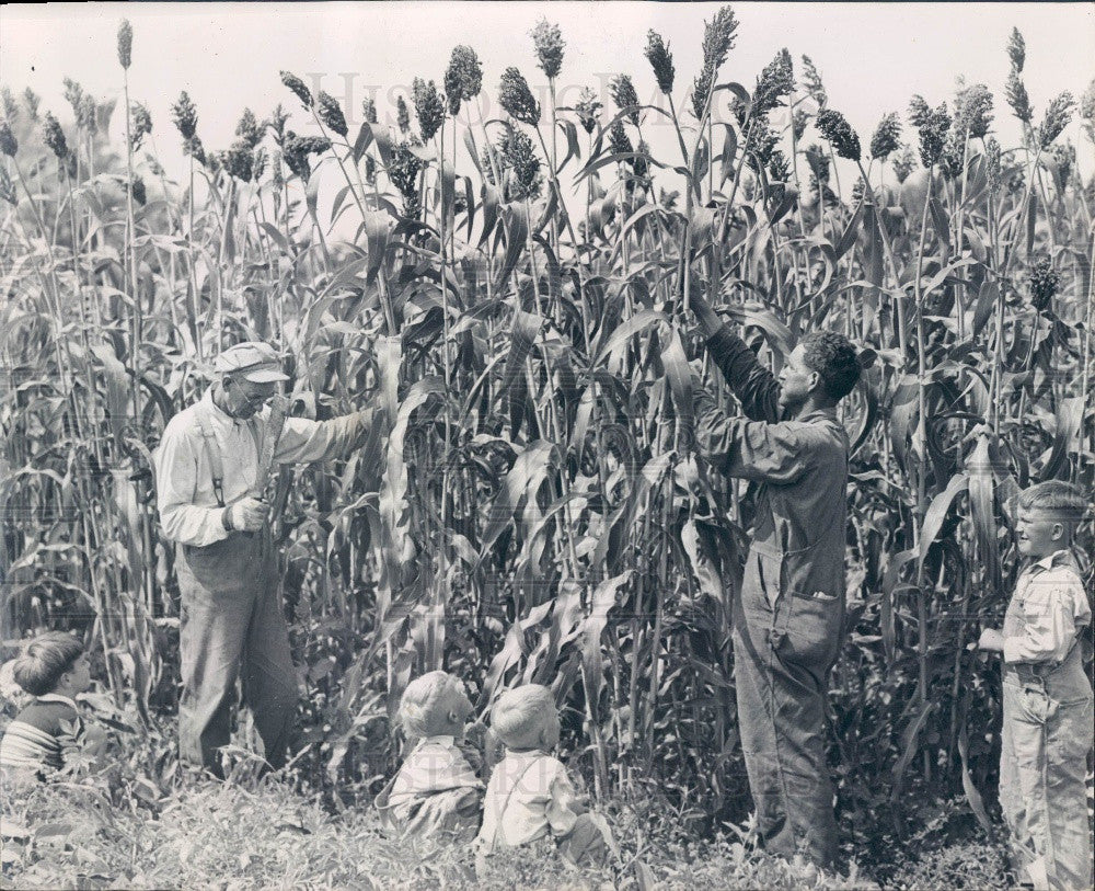 1942 Indiana Collins Sorghum Cane Farm Press Photo - Historic Images