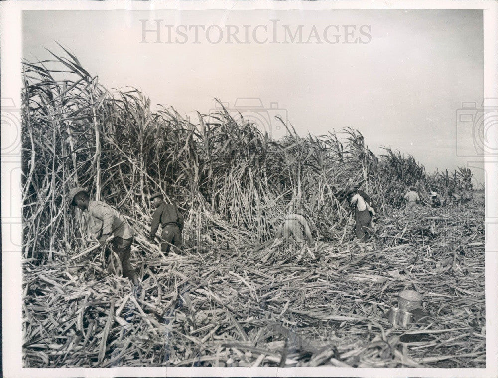 1942 Clewiston FL US Sugar Corp Field Press Photo - Historic Images