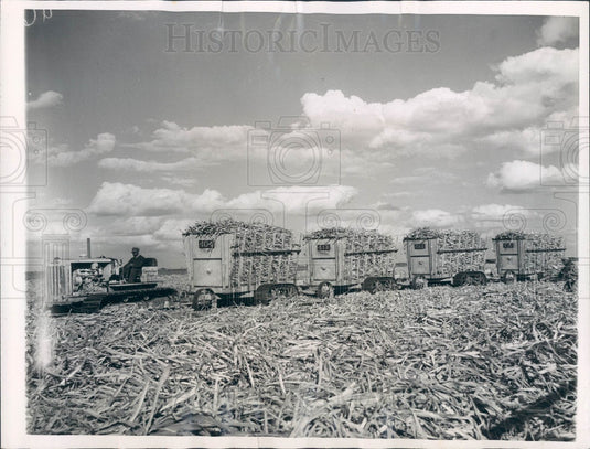 1942 Clewiston FL US Sugar Corp Field Press Photo - Historic Images
