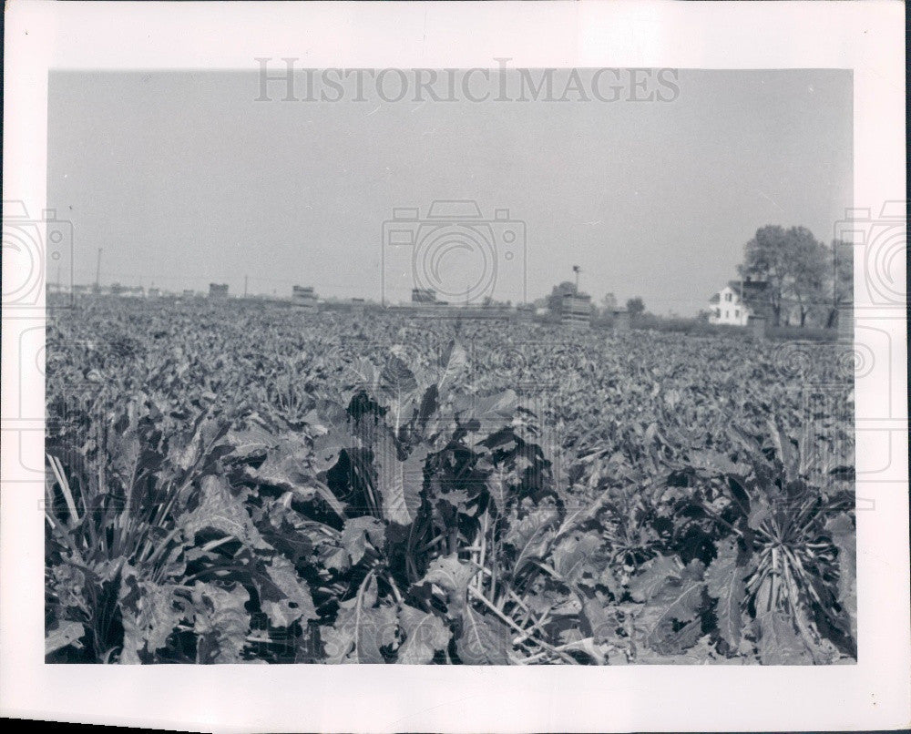 1956 South Holland IL Sugar Beets Press Photo - Historic Images