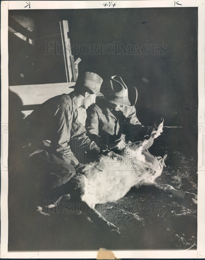 1937 Cattle Rustler Stealing a Calf Press Photo - Historic Images