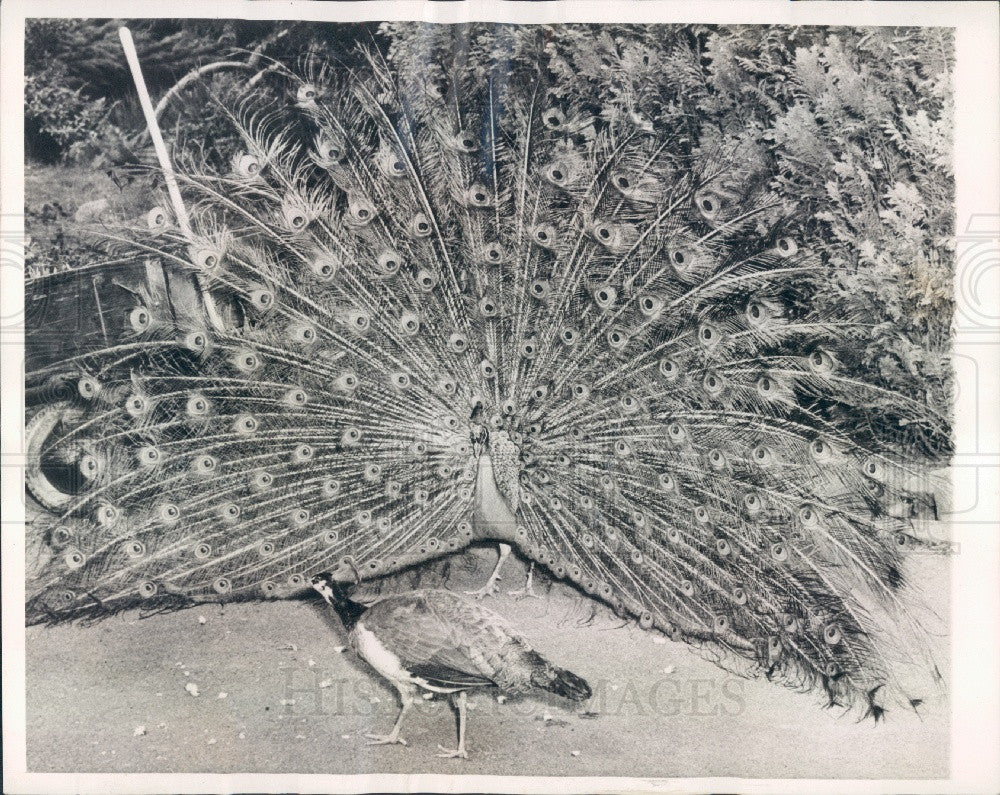 1943 Seattle Washington Peacocks Press Photo - Historic Images