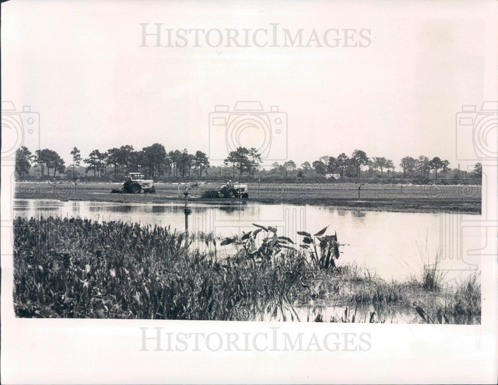 1975 St Petersburg Florida Sod Farm Experiment Press Photo - Historic Images