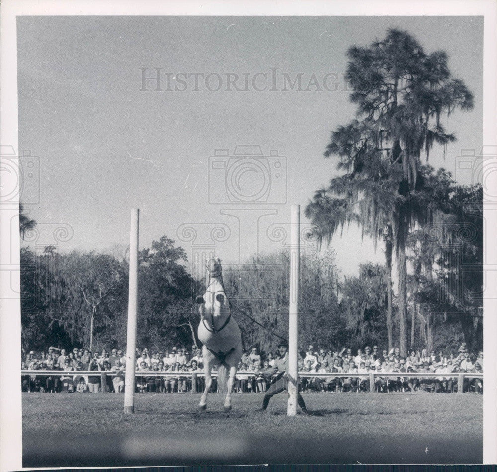 Undated Lipizzan Stallion Press Photo - Historic Images