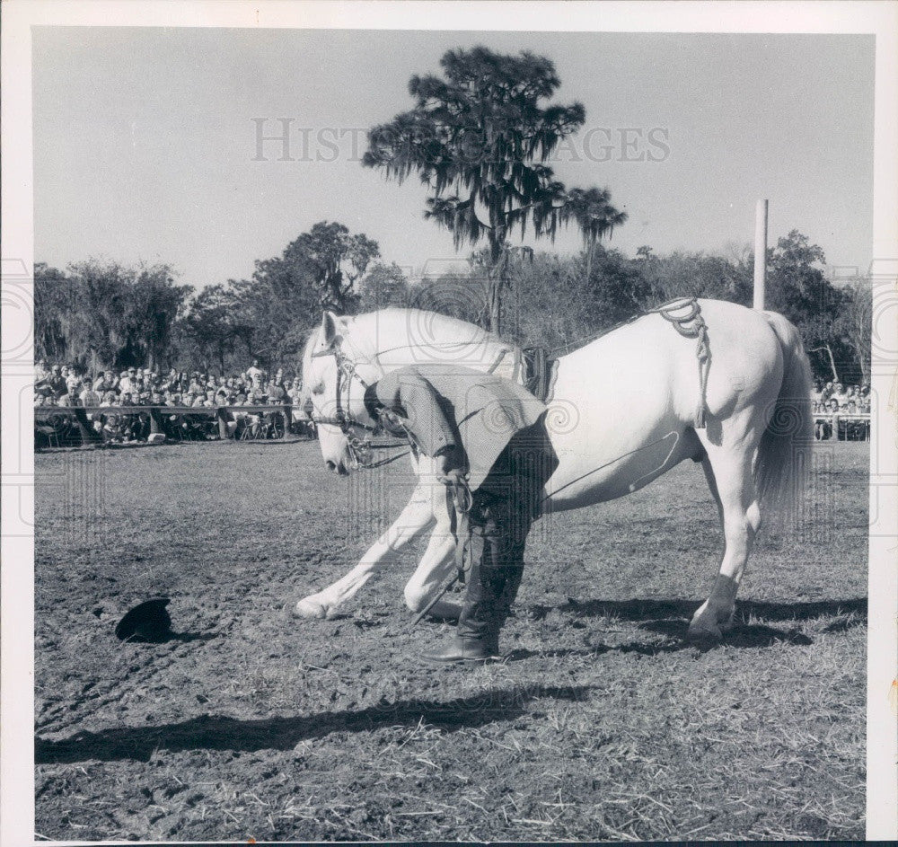 1971 Lipizzan Stallion Press Photo - Historic Images