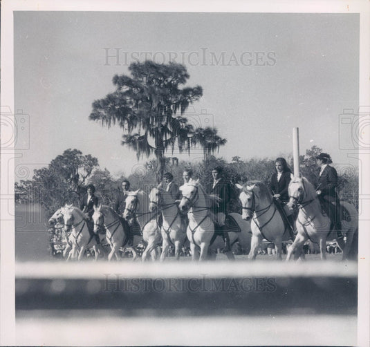 1971 Lipizzan Stallions Press Photo - Historic Images
