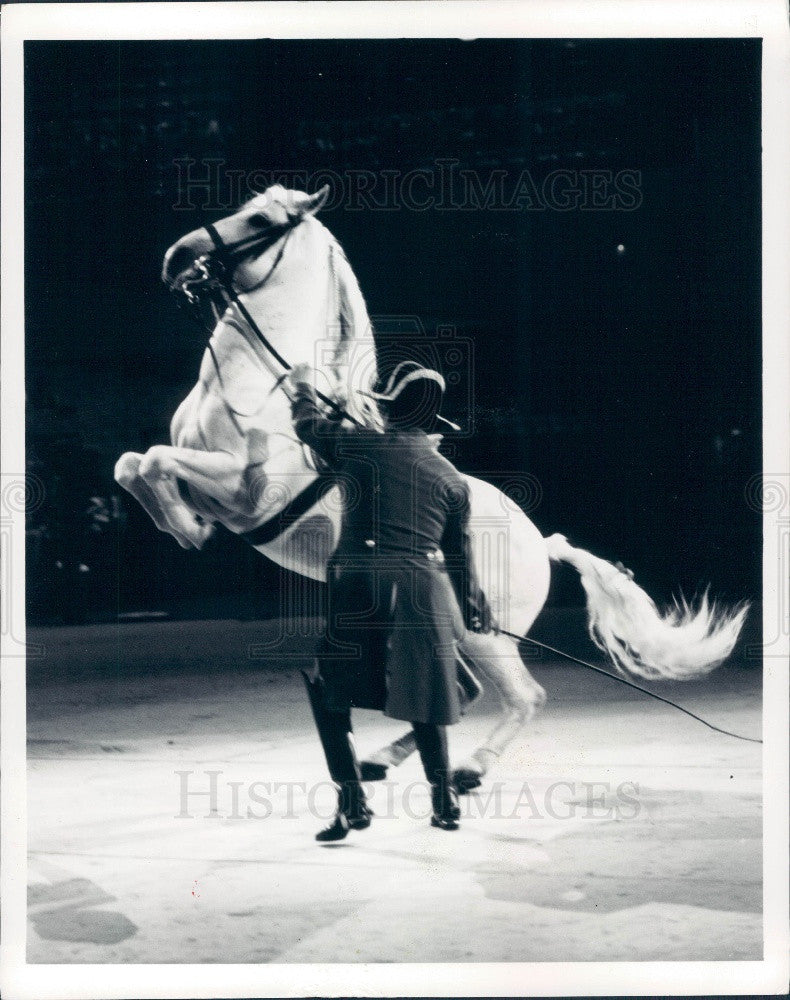 1971 Lipizzan Stallion Press Photo - Historic Images