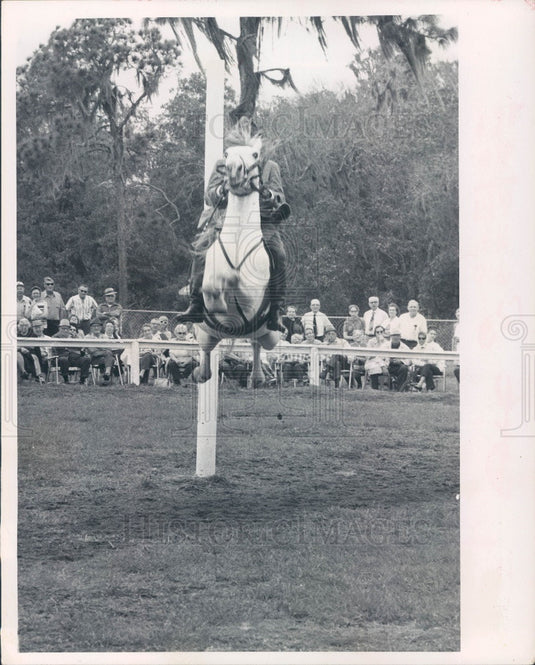 1972 Lipizzan Stallion Press Photo - Historic Images
