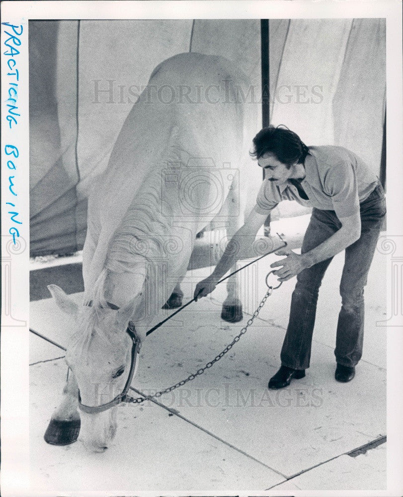 1977 Lipizzan Stallion Press Photo - Historic Images