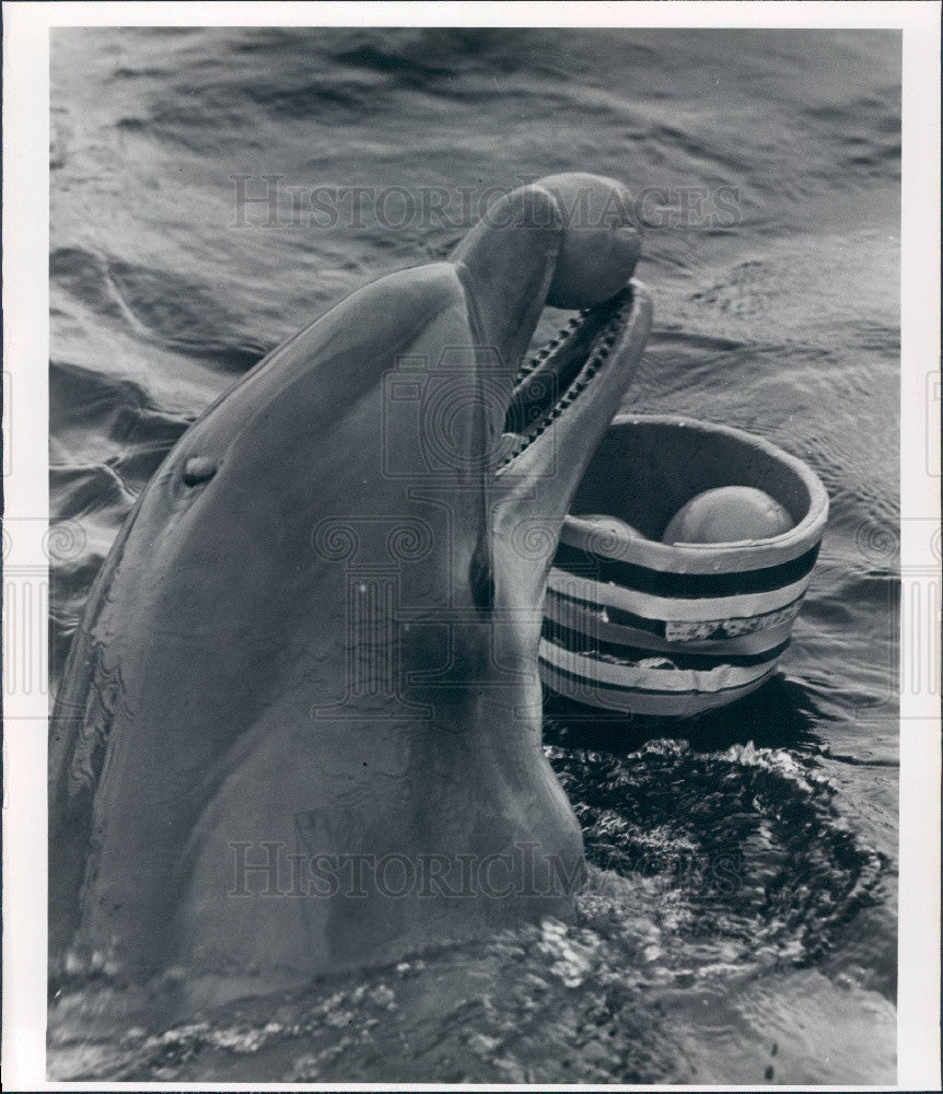 Undated A Porpoise Press Photo - Historic Images