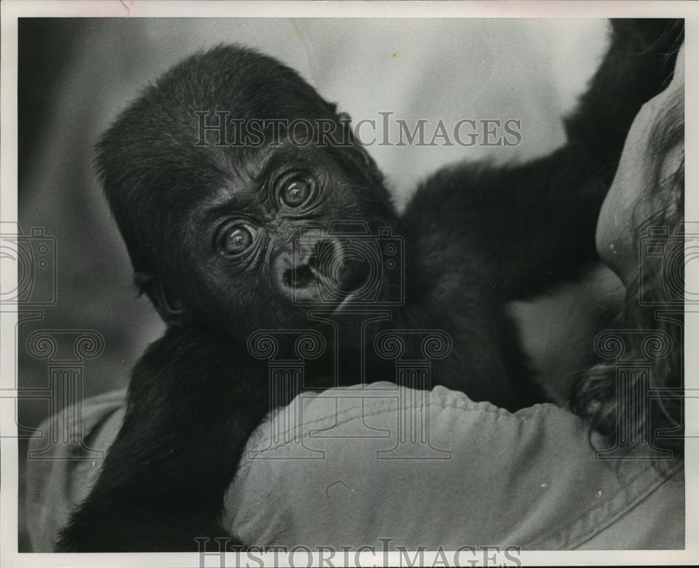 1987 Press Photo Baby Gorilla arrives at Birmingham, Alabama airport - abna00170 - Historic Images