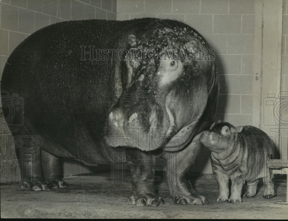 1963 Press Photo Mother and baby Hippopotamuses stand at the Birmingham zoo - Historic Images