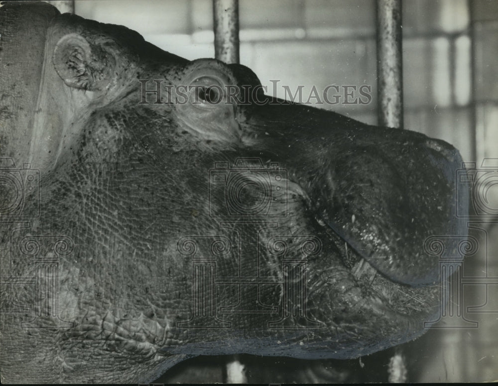 1964 Press Photo Adult hippopotamus smiles at the Birmingham zoo - abna00179 - Historic Images