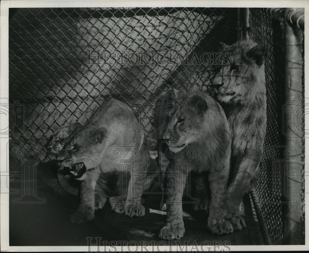 1956, Group of lions inside a cage at the Birmingham zoo - abna00186 - Historic Images