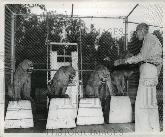 1956, Zookeeper with group of lions on pedestals at Birmingham zoo - Historic Images