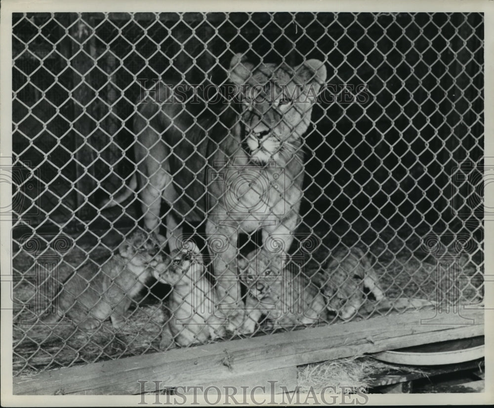 1965 Press Photo Mother lion with four cubs at the Birmingham zoo, Alabama-Historic Images