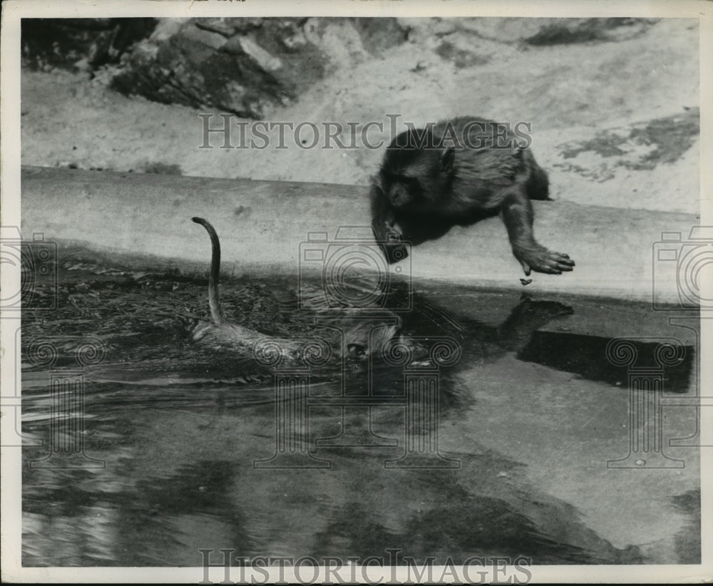 1956, Monkeys go for a swim at the Birmingham zoo - abna00191 - Historic Images