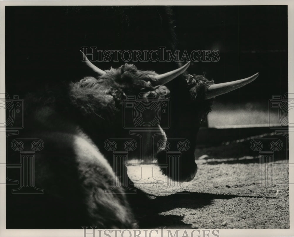 1987 Press Photo Baby yak and mother at Birmingham Zoo, Alabama - abna00244 - Historic Images