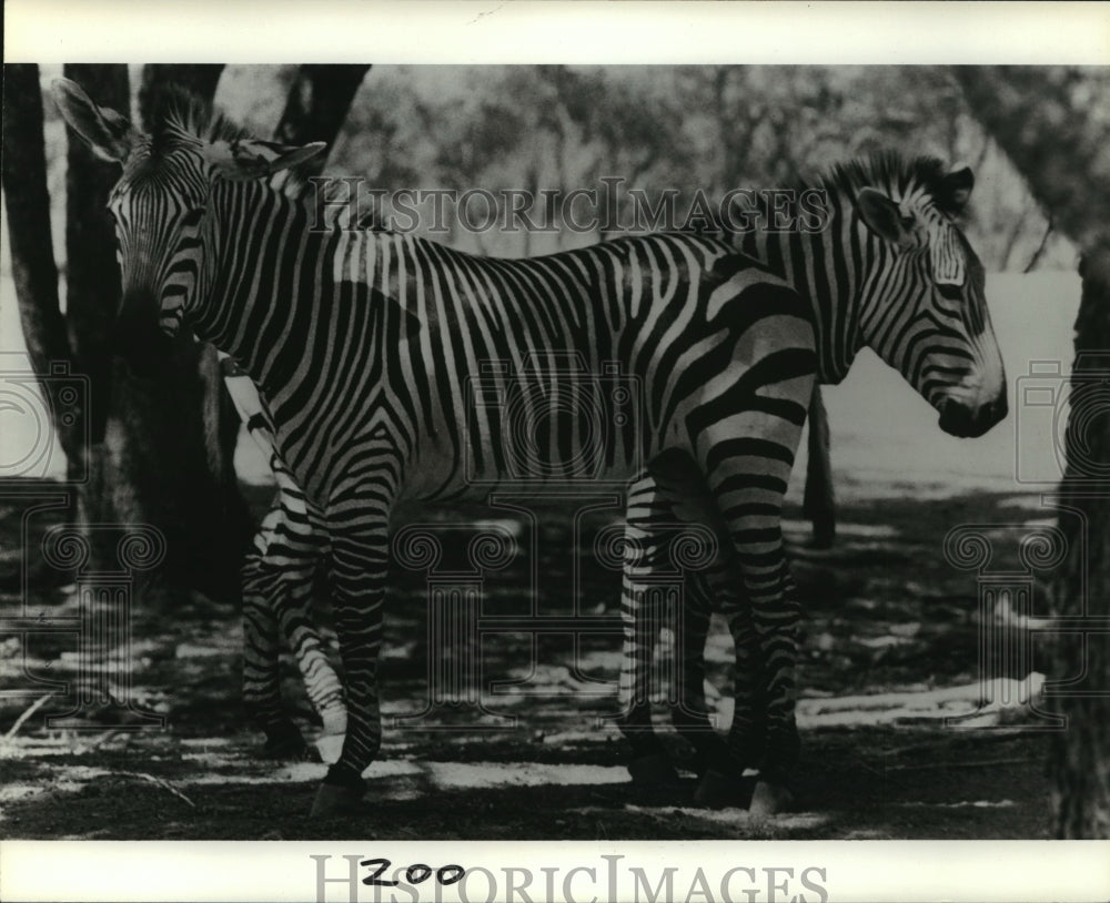 Press Photo New baby zebras stand together in shade, Birmingham zoo, Alabama - Historic Images
