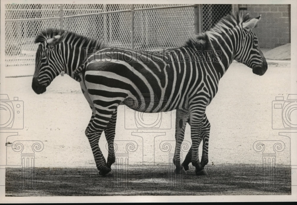 1987 Press Photo Two baby zebras stand side by side at Birmingham Zoo, Alabama - Historic Images