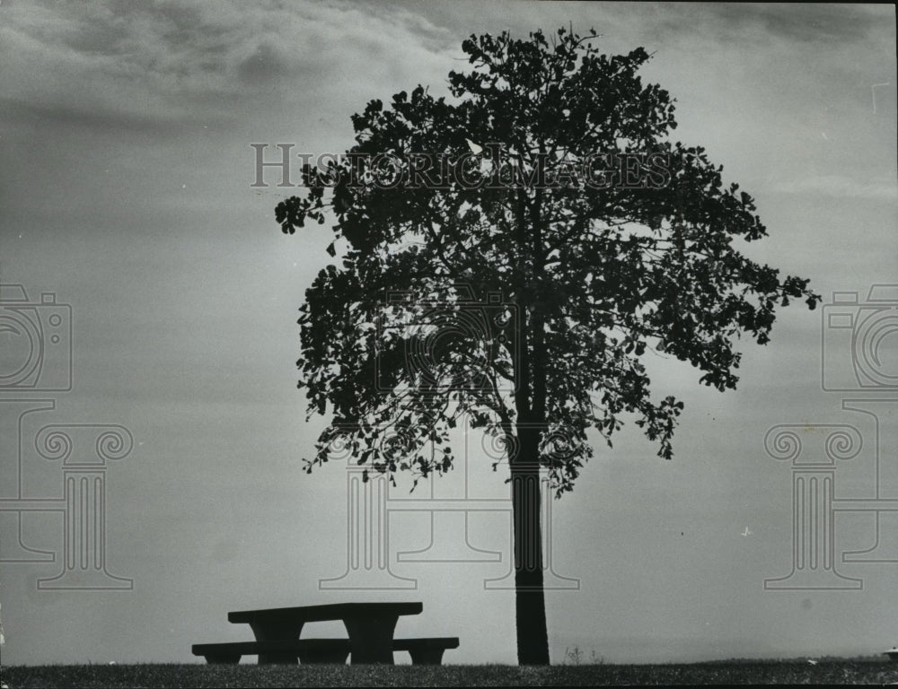 1976 Press Photo Alabama- Tree at Oak Mountain rest area off Highway 280. - Historic Images