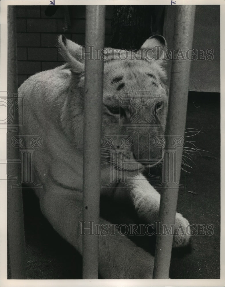 Press Photo Alabama-Birmingham Zoo, Sheva the lion, has a birthday.- Historic Images
