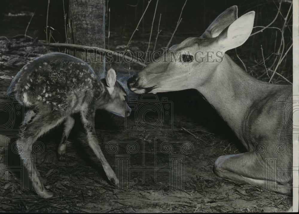 1954 Press Photo Alabama-Birmingham&#39;s Lane Park Zoo&#39;s show&#39;s off new fawn, Bambi - Historic Images