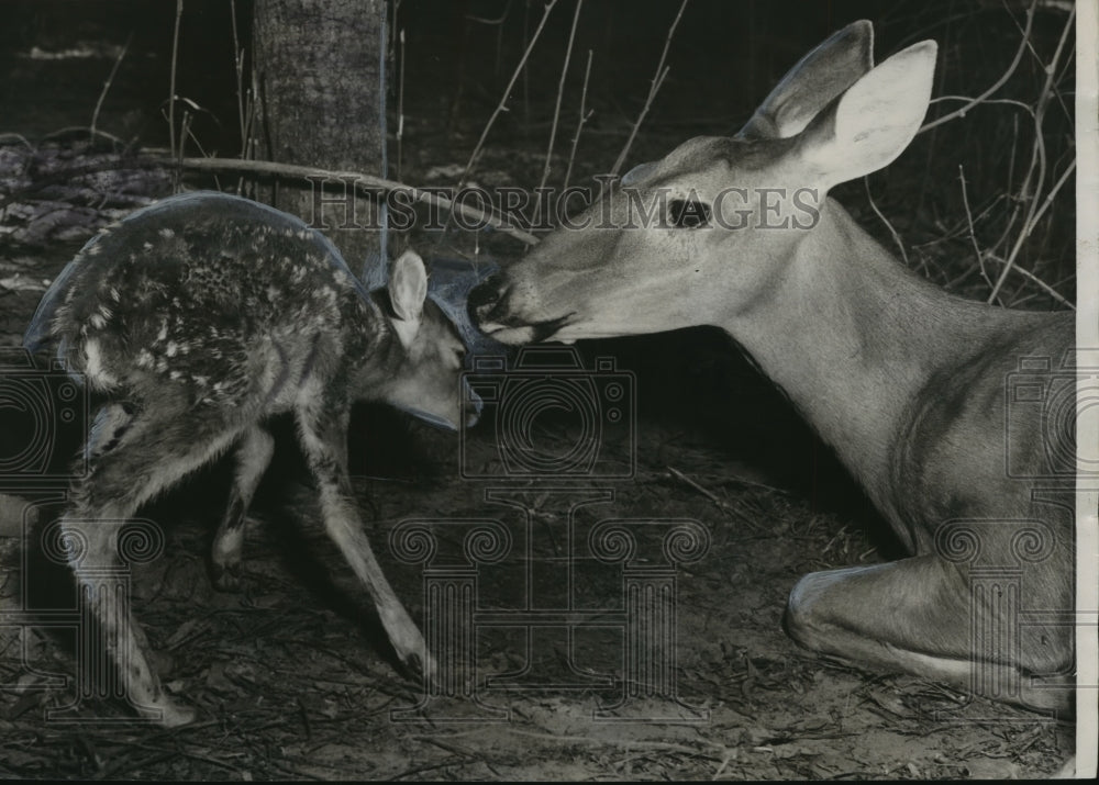 1954 Press Photo Alabama-Birmingham's Lane Park Zoo's show's off new fawn, Bambi - Historic Images