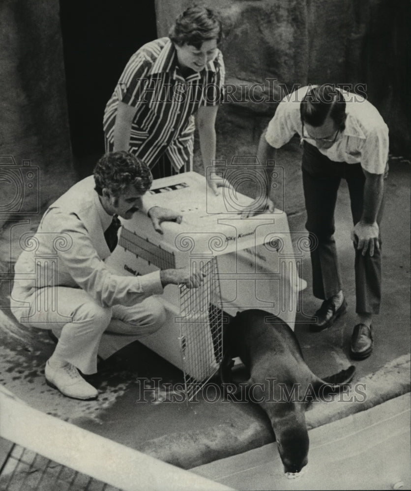 1975, Alabama-Birmingham Zoo sea lion takes to water immediately. - Historic Images