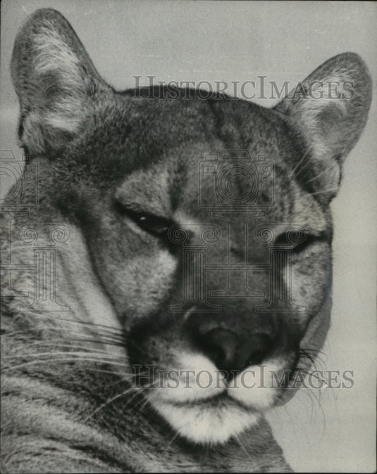 1957, Alabama-Lane Park Zoo's Puma doesn't look happy. - abna05312 - Historic Images