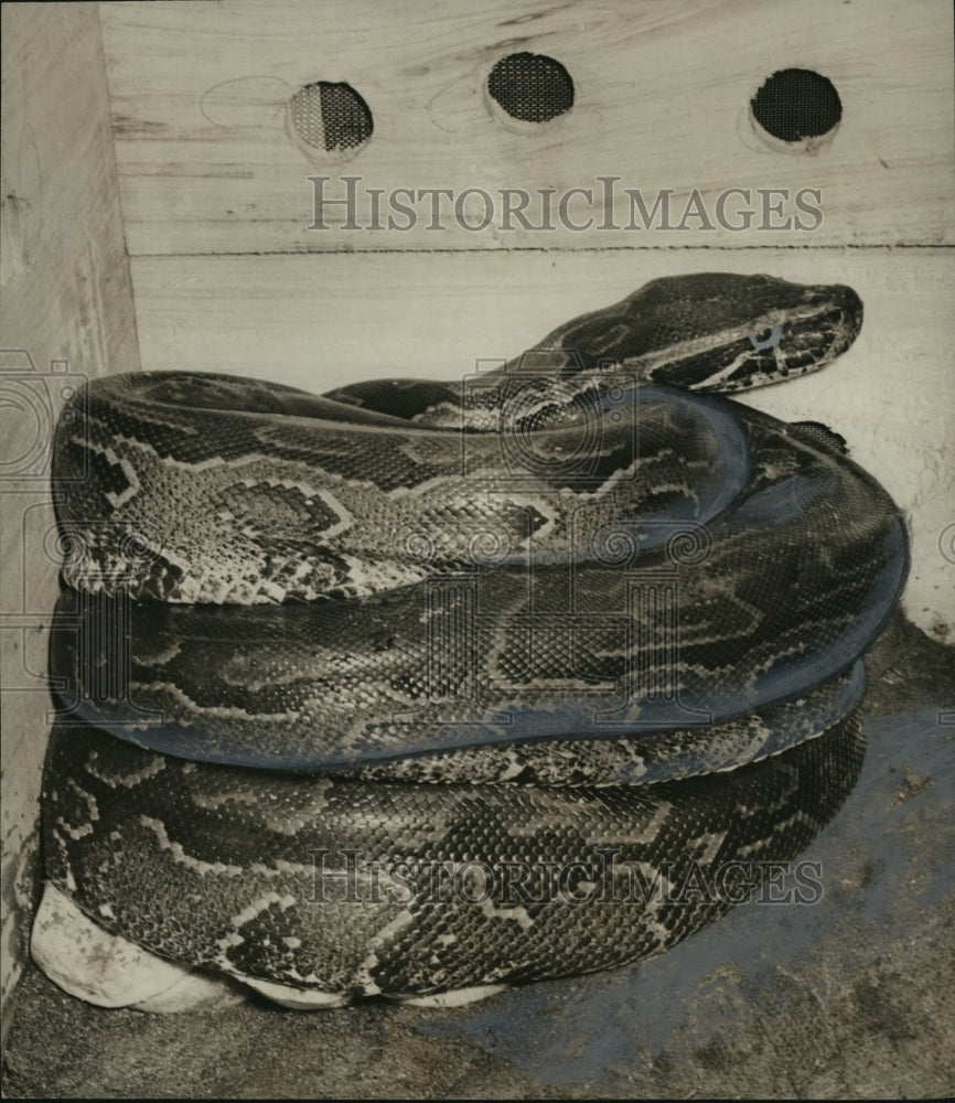 1957 Press Photo Mobile-Python bound for Birmingham, Alabama, zoo. - abna05314 - Historic Images