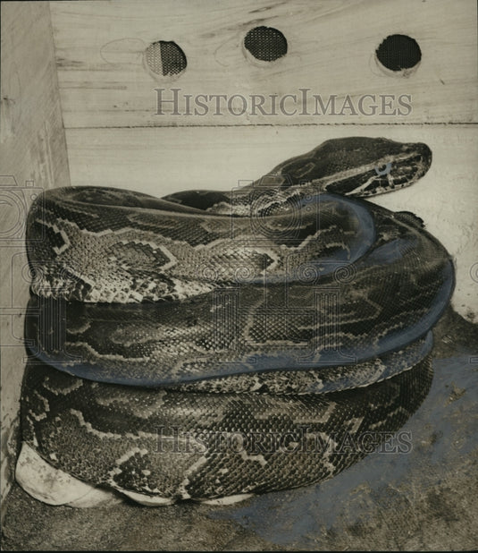 1957 Press Photo Mobile-Python bound for Birmingham, Alabama, zoo. - abna05314 - Historic Images