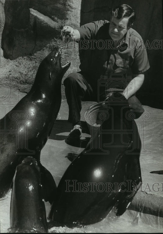 1981 Press Photo Alabama-Birmingham zoo keeper Lewis Pair feeds sea lions. - Historic Images
