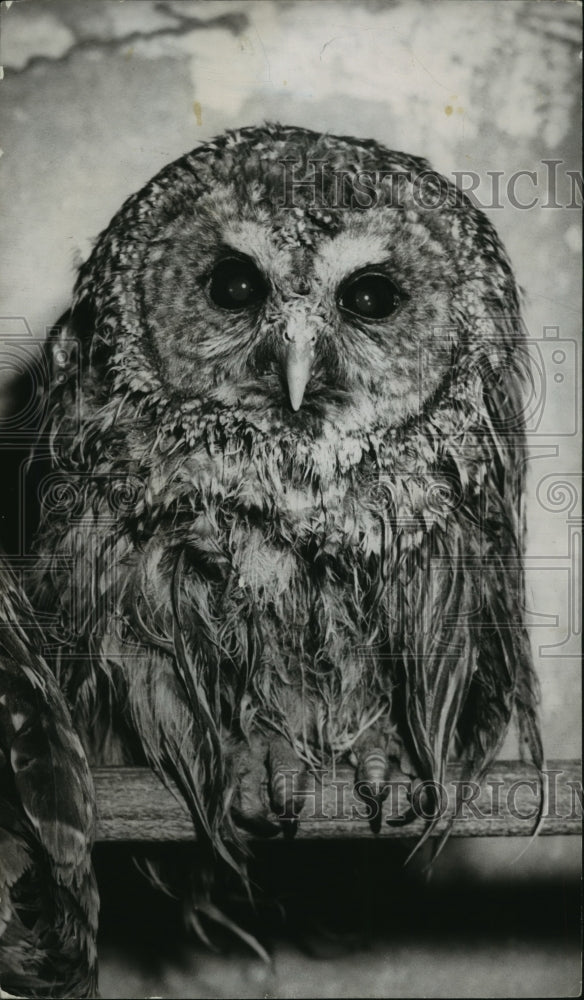 1955 Press Photo Alabama-Birmingham Zoo's Horned Owl. - abna05327 - Historic Images