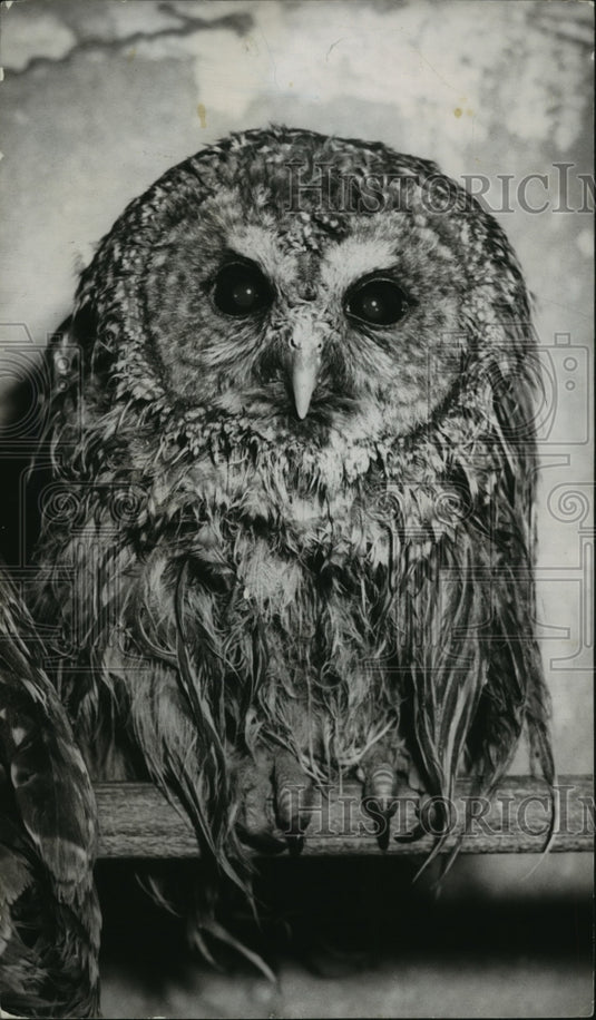 1955 Press Photo Alabama-Birmingham Zoo's Horned Owl. - abna05327 - Historic Images