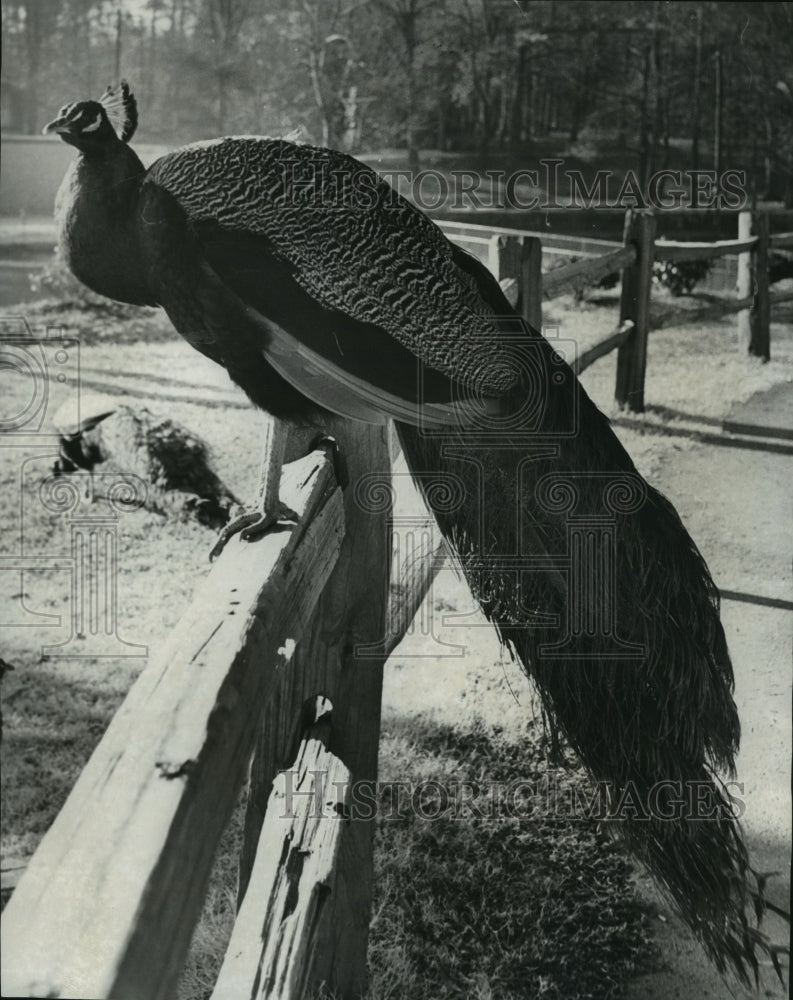 1976 Alabama-Jimmy Morgan Zoo peacock perched on fence with one leg.-Historic Images