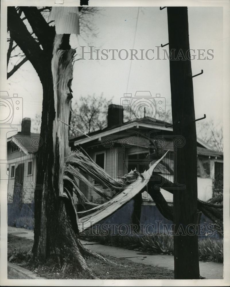 1954 Press Photo Alabama-Rickwood area tree split in two by tornado. - abna05330 - Historic Images