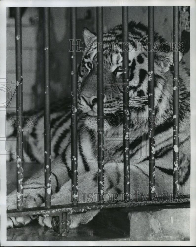 1978, Alabama-Birmingham Zoo&#39;s Siberian Tiger in his cage. - Historic Images