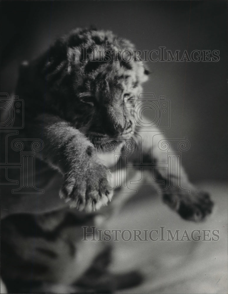 1988 Press Photo Alabama-Birmingham Zoo&#39;s new female Siberian tiger cub. - Historic Images