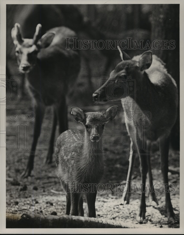 1985 Press Photo Alabama&#39;s Birmingham Zoo&#39;s Fawn under watchful adult care. - Historic Images