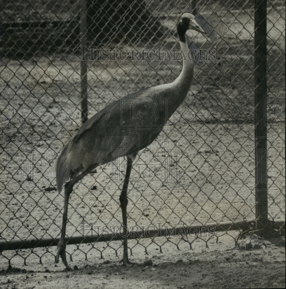 1968 Press Photo Alabama&#39;s Birmingham Jimmy Morgan Zoo&#39;s new farus crane. - Historic Images